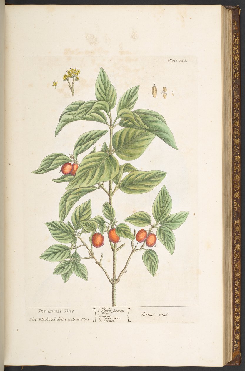 Levy 121, "A Curious Herbal" tekijältä Elizabeth Blackwell