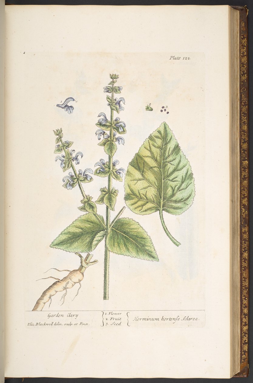 Levy 122, "A Curious Herbal" tekijältä Elizabeth Blackwell