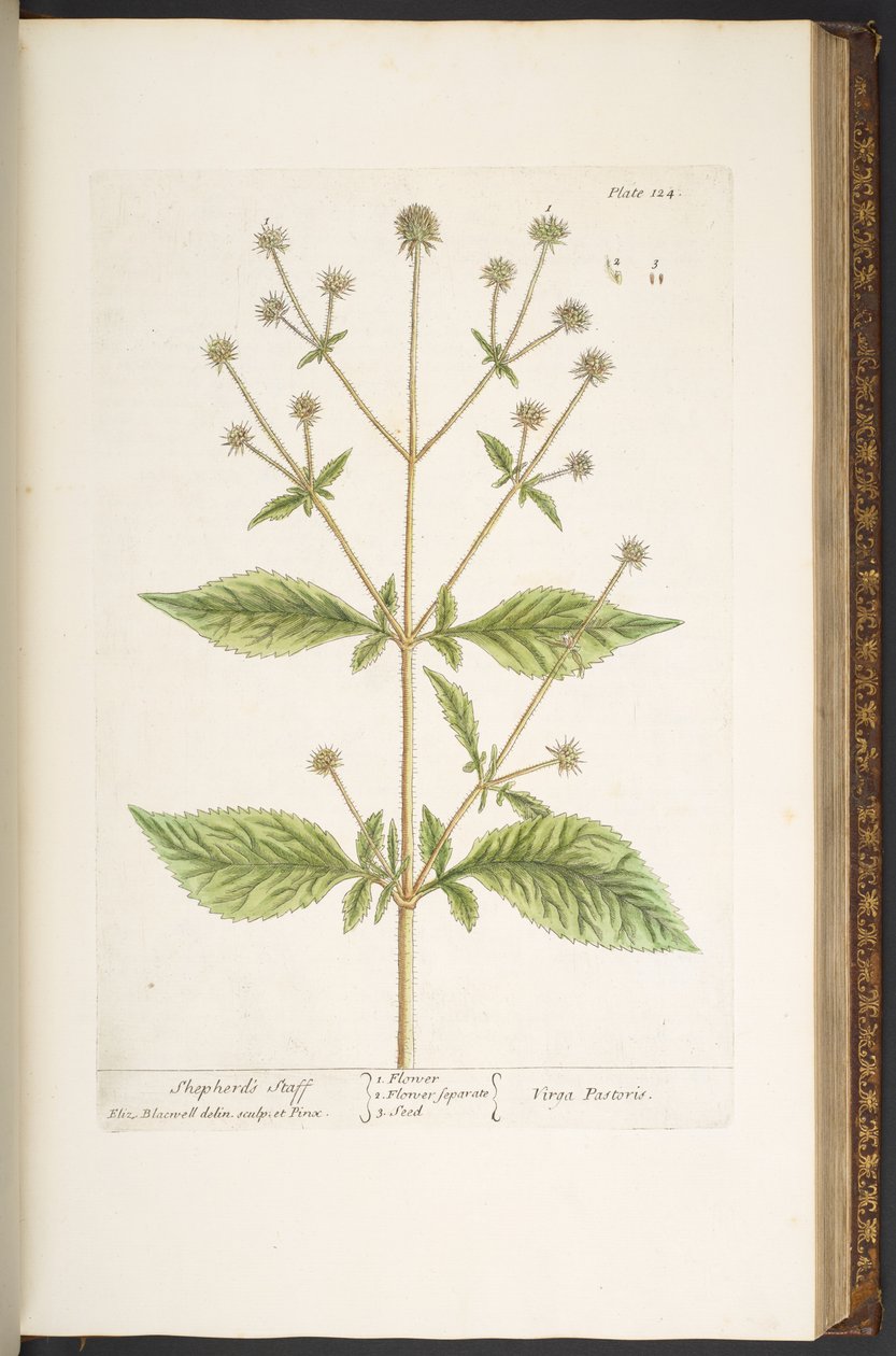 Levy 124, "A Curious Herbal" tekijältä Elizabeth Blackwell
