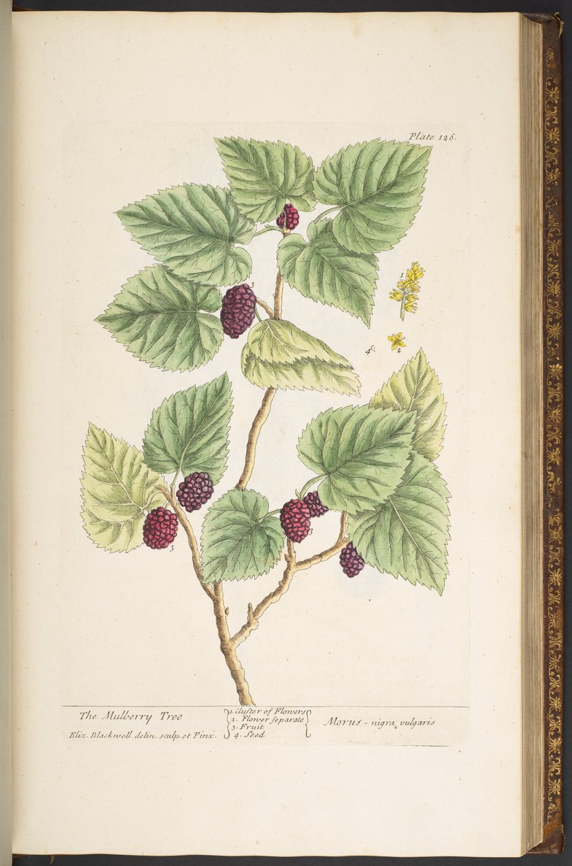 Levy 126, "A Curious Herbal" tekijältä Elizabeth Blackwell