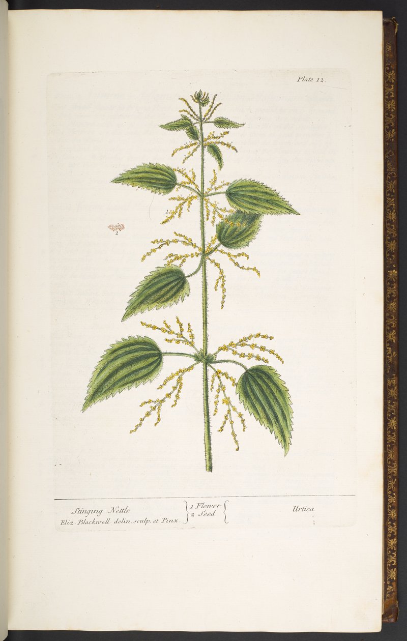 Levy 12, nokkonen, "A Curious Herbal" tekijältä Elizabeth Blackwell