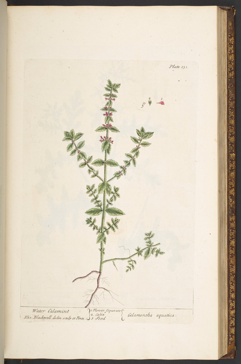 Levy 131, "Utelias yrtti" tekijältä Elizabeth Blackwell