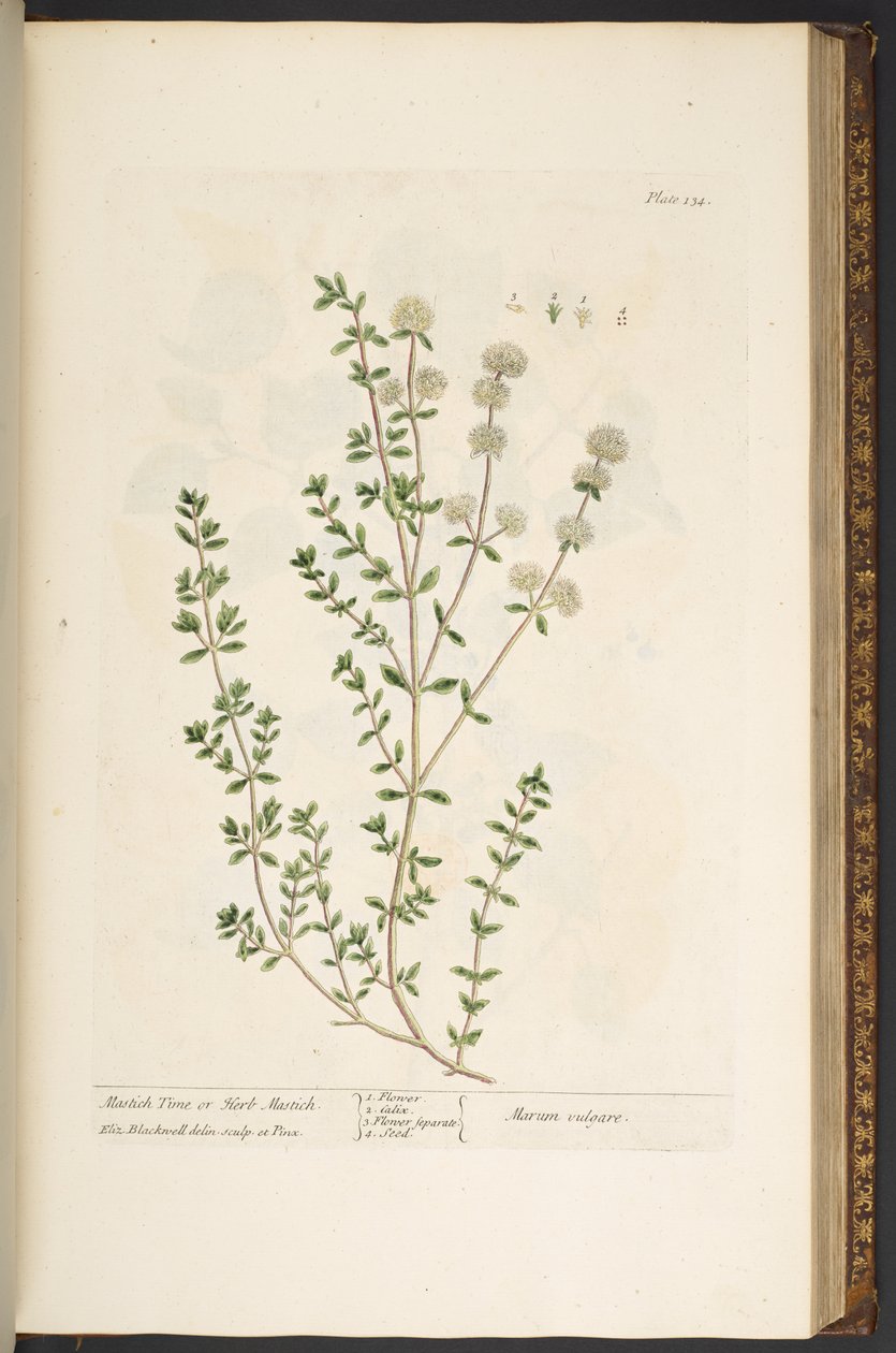 Levy 134, "Utelias yrtti" tekijältä Elizabeth Blackwell
