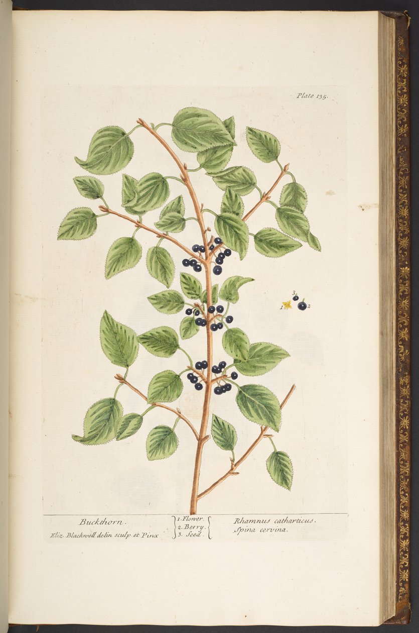Levy 135, "Utelias yrtti" tekijältä Elizabeth Blackwell