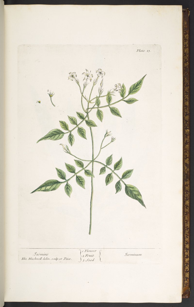 Levy 13, Jasmine, "A Curious Herbal" tekijältä Elizabeth Blackwell