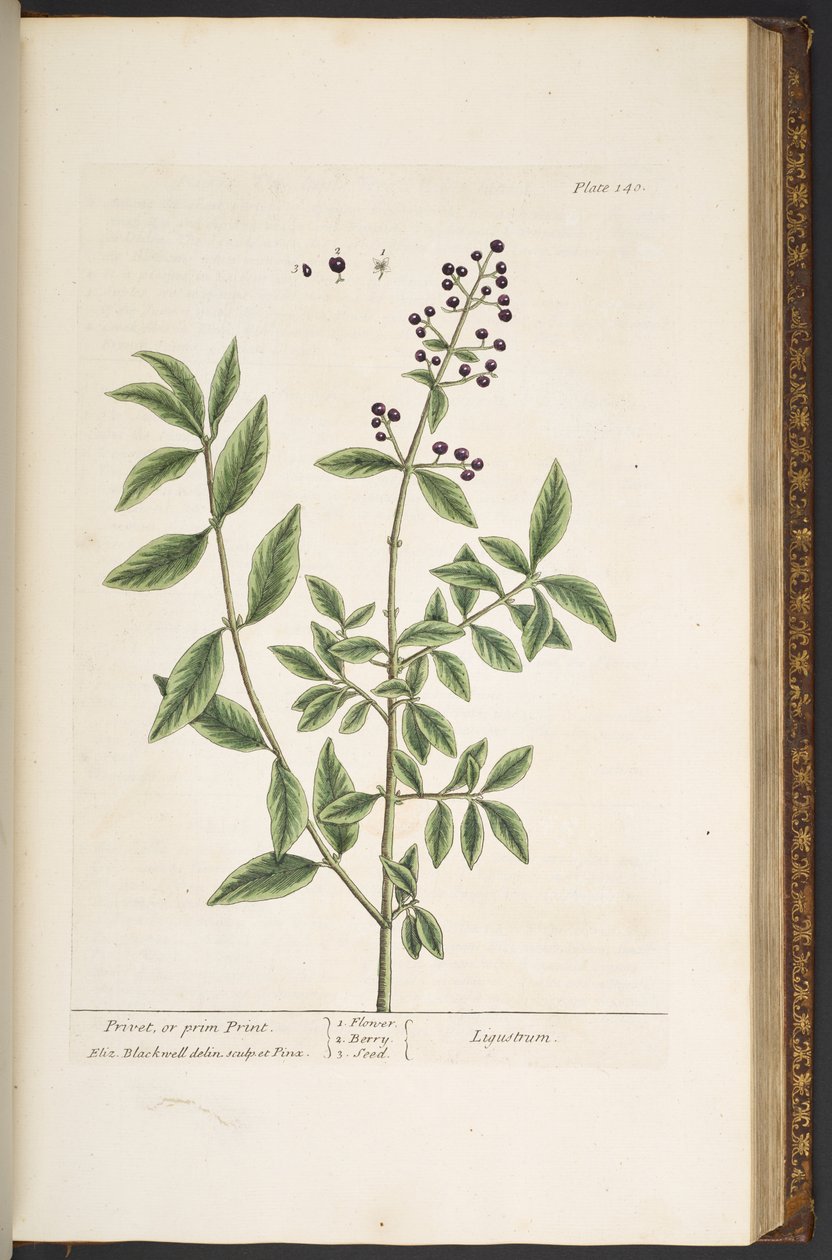 Levy 140, "A Curious Herbal" tekijältä Elizabeth Blackwell