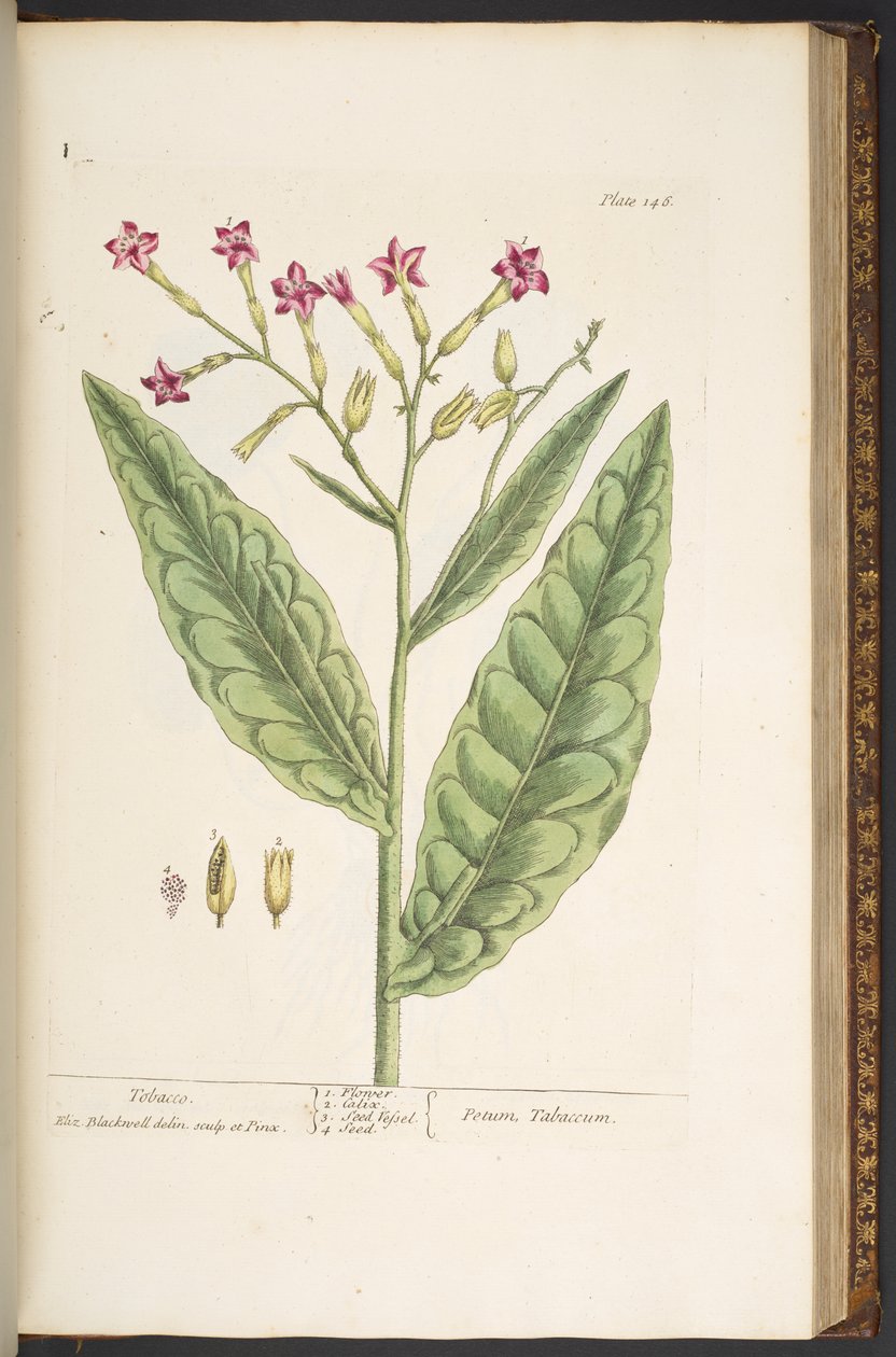 Levy 146, tupakka, "A Curious Herbal" tekijältä Elizabeth Blackwell