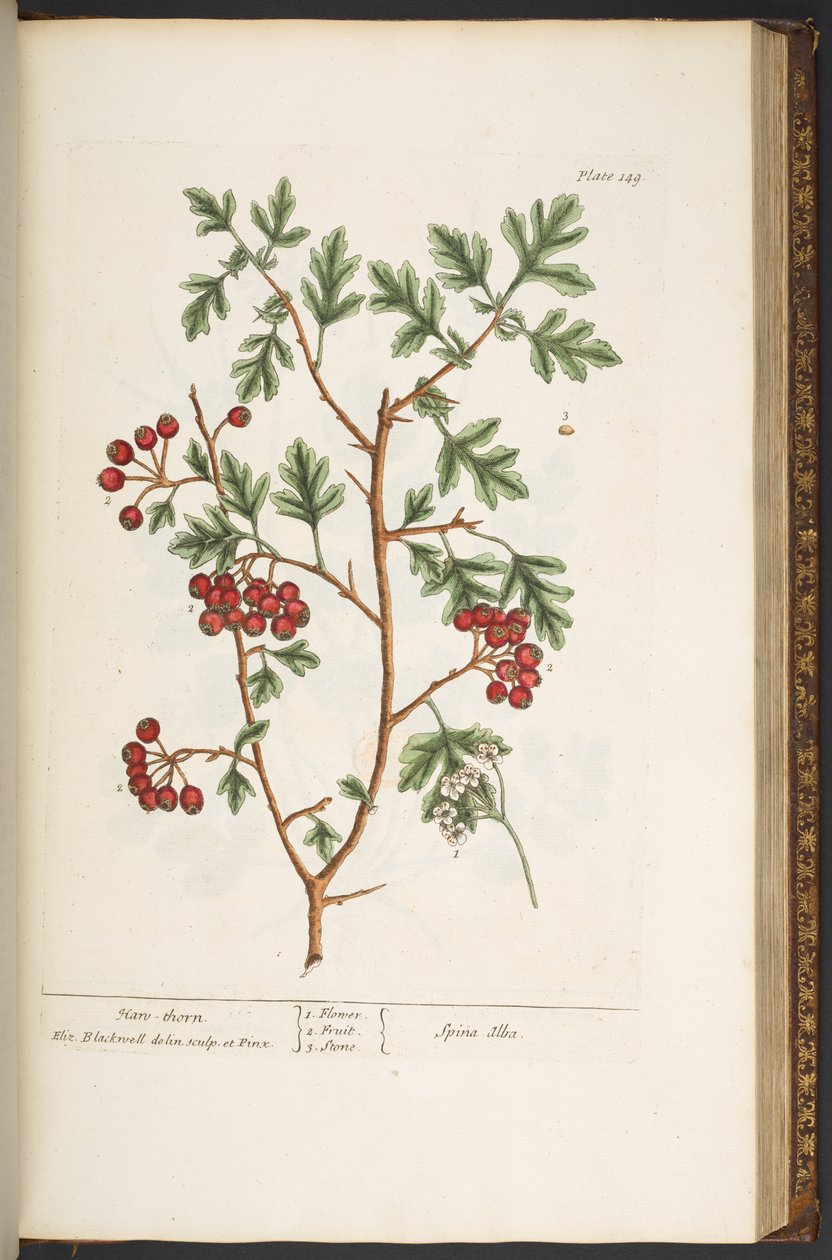 Levy 149, "A Curious Herbal" tekijältä Elizabeth Blackwell