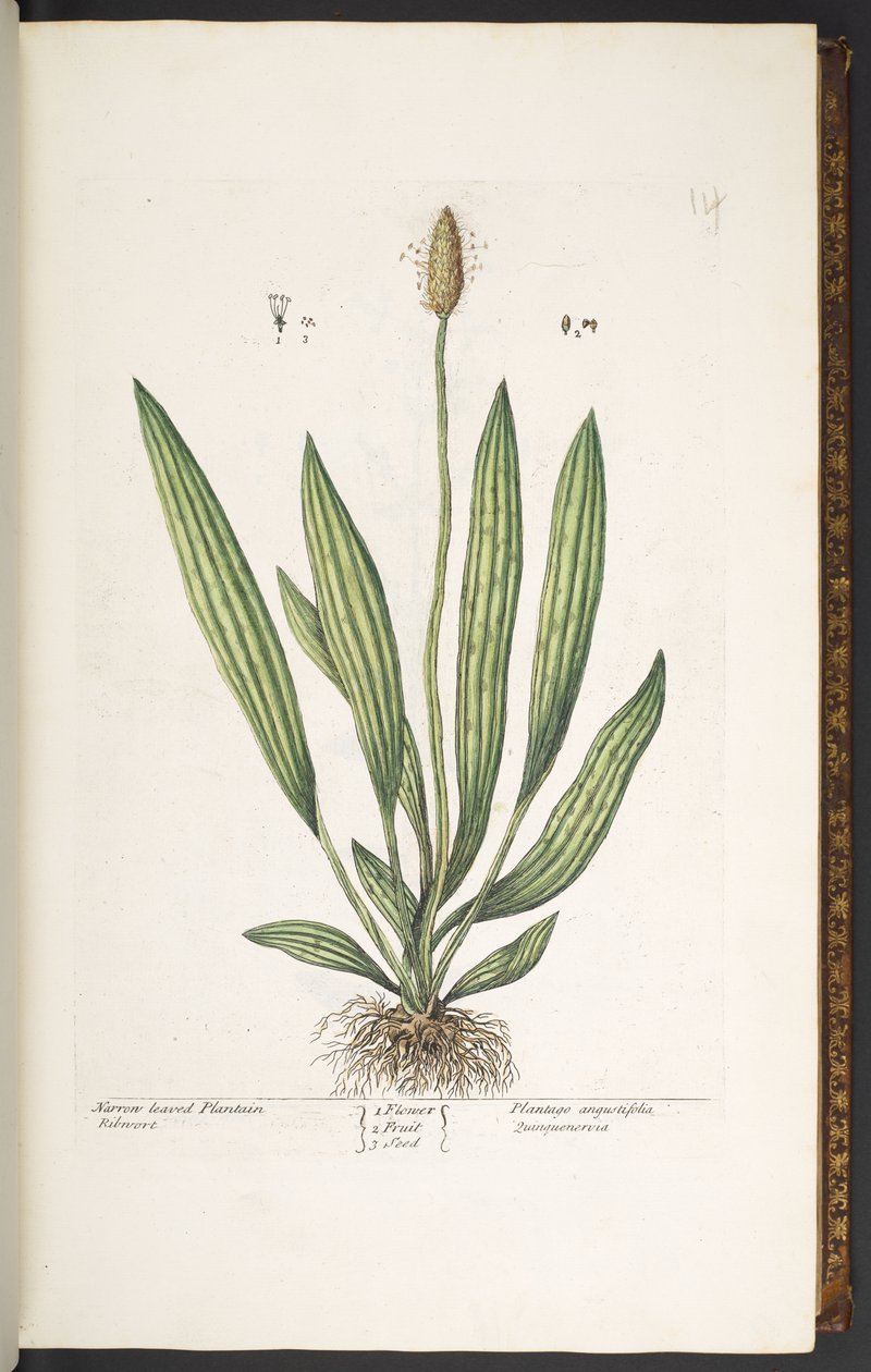 Levy 14, kapealehtinen jauhobanaani, "A Curious Herbal" tekijältä Elizabeth Blackwell
