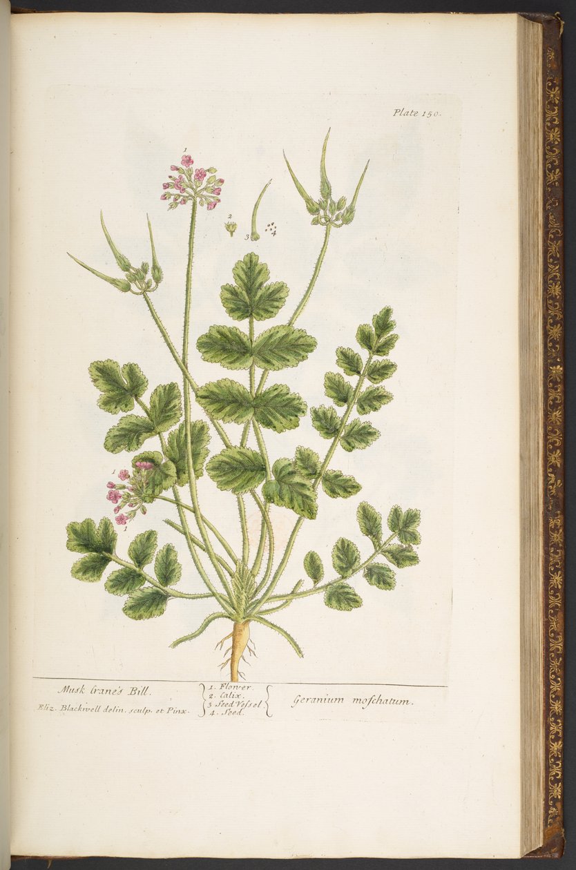 Levy 150, "A Curious Herbal" tekijältä Elizabeth Blackwell