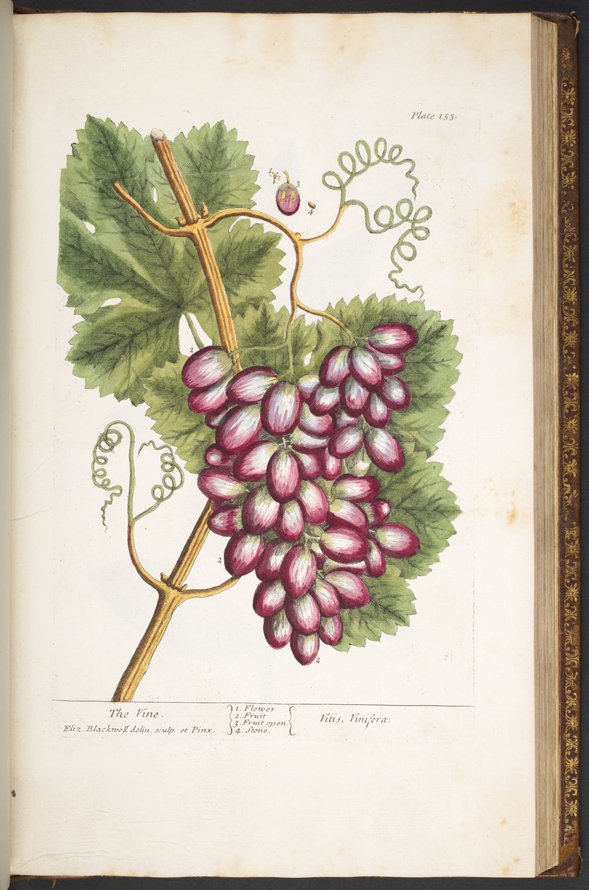 Levy 153, "Utelias yrtti" tekijältä Elizabeth Blackwell