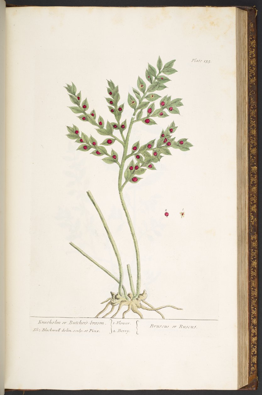 Levy 155, "A Curious Herbal" tekijältä Elizabeth Blackwell