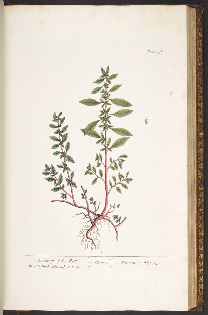 Levy 156, "A Curious Herbal" tekijältä Elizabeth Blackwell