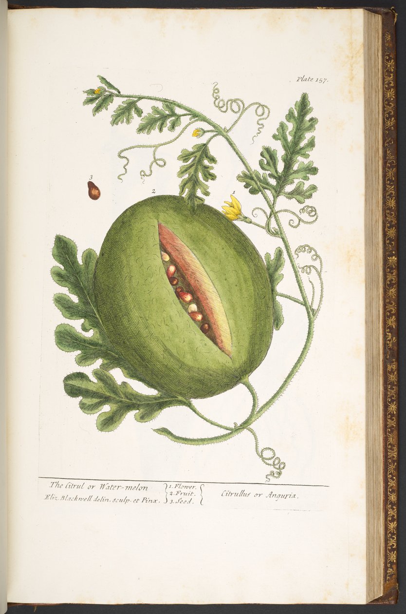 Levy 157, "A Curious Herbal" tekijältä Elizabeth Blackwell