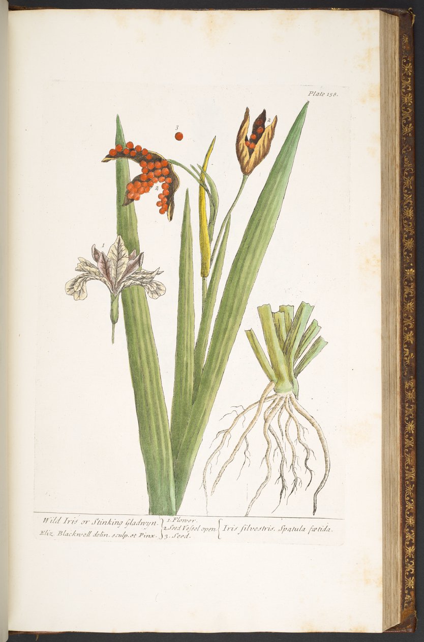 Levy 158, "A Curious Herbal" tekijältä Elizabeth Blackwell