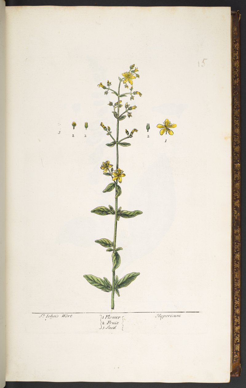 Levy 15, mäkikuisma, kirjasta "A Curious Herbal" tekijältä Elizabeth Blackwell