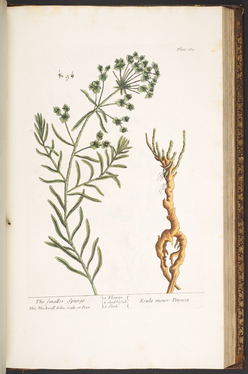 Levy 163, "A Curious Herbal" tekijältä Elizabeth Blackwell