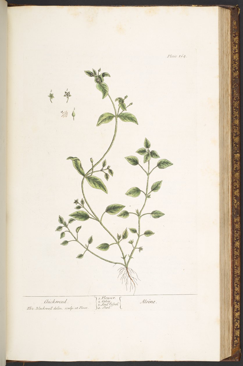 Levy 164, "A Curious Herbal" tekijältä Elizabeth Blackwell