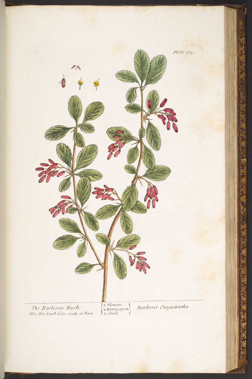Levy 165, The Barberry Bush, teoksesta "A Curious Herbal" tekijältä Elizabeth Blackwell