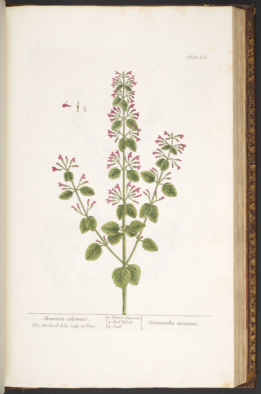 Levy 166, Mountain Calamint, "A Curious Herbal" tekijältä Elizabeth Blackwell