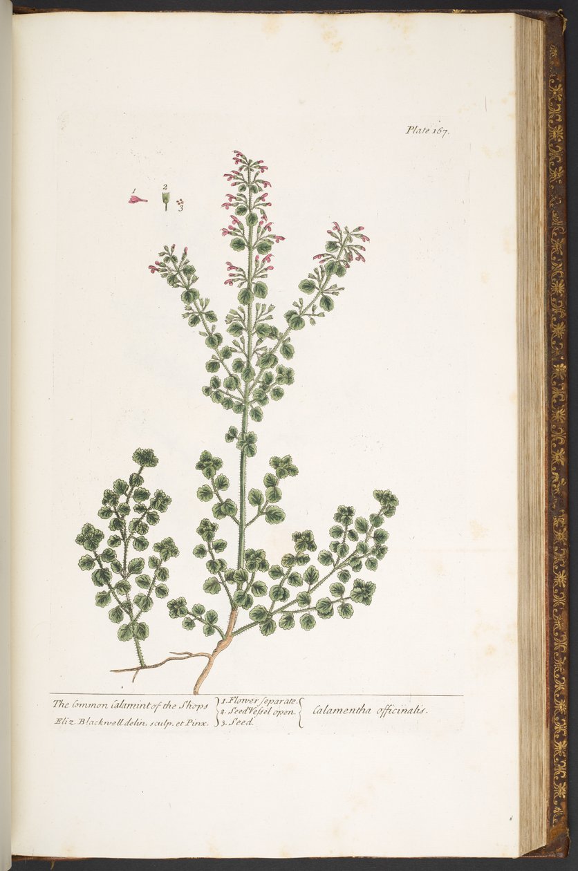 Levy 167, "A Curious Herbal" tekijältä Elizabeth Blackwell
