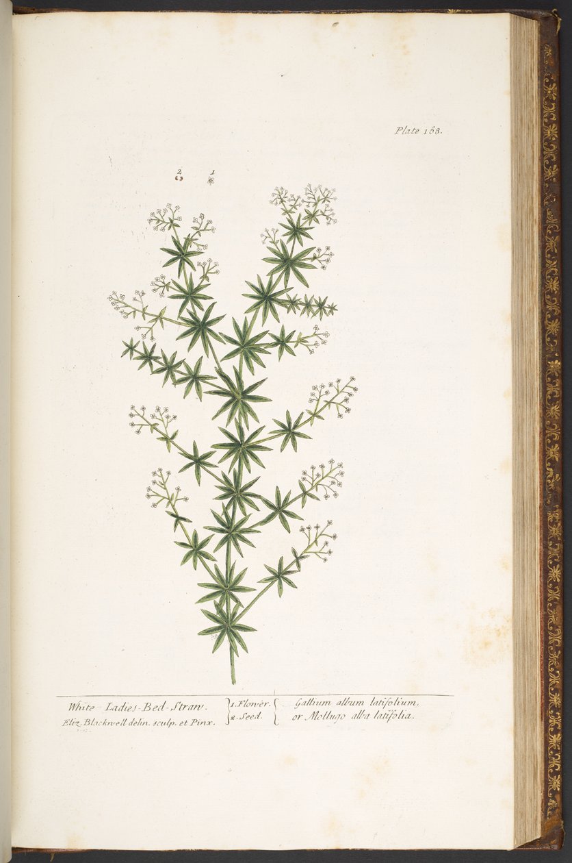Levy 168, "A Curious Herbal" tekijältä Elizabeth Blackwell