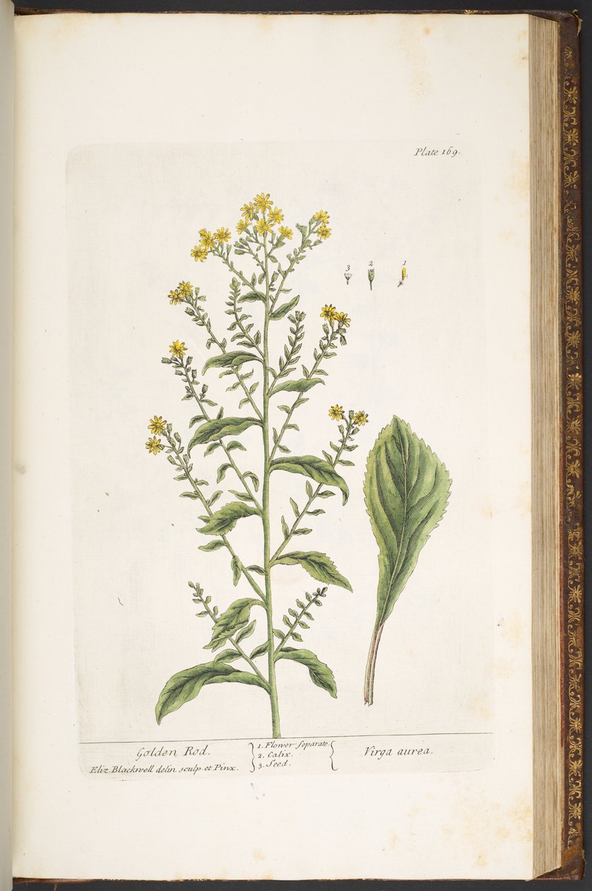 Levy 169, Golden Rod, "A Curious Herbal" tekijältä Elizabeth Blackwell