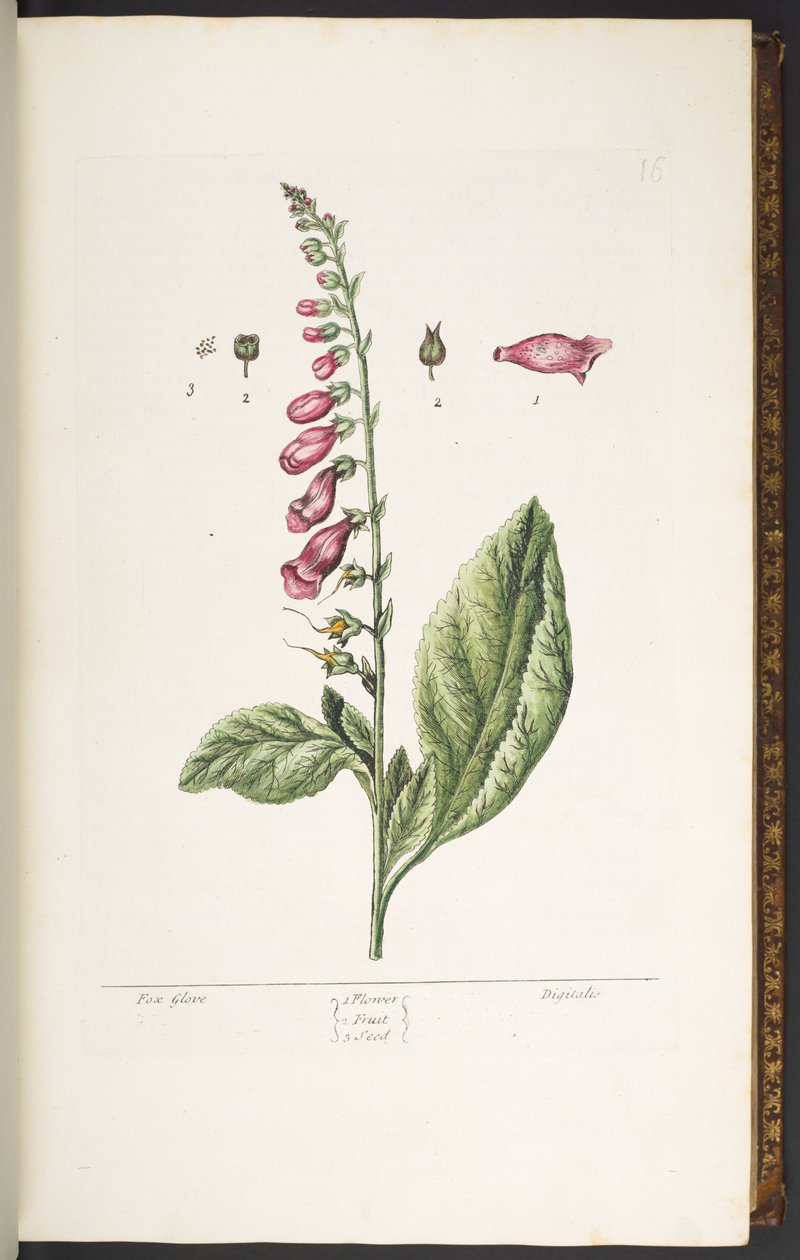 Levy 16, Fox Glove, "A Curious Herbal" tekijältä Elizabeth Blackwell