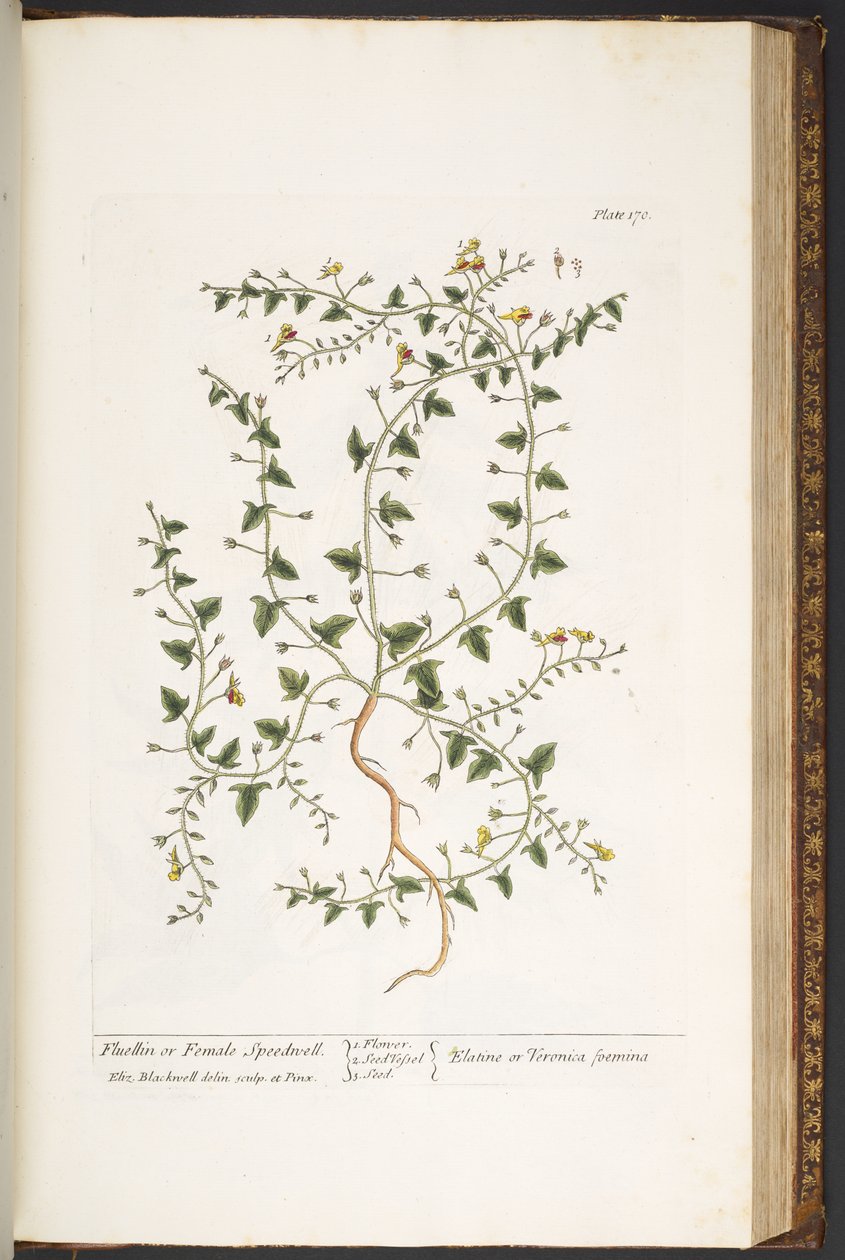 Levy 170, "A Curious Herbal" tekijältä Elizabeth Blackwell
