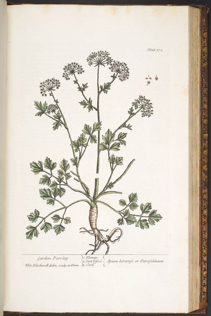 Levy 172, "A Curious Herbal" tekijältä Elizabeth Blackwell