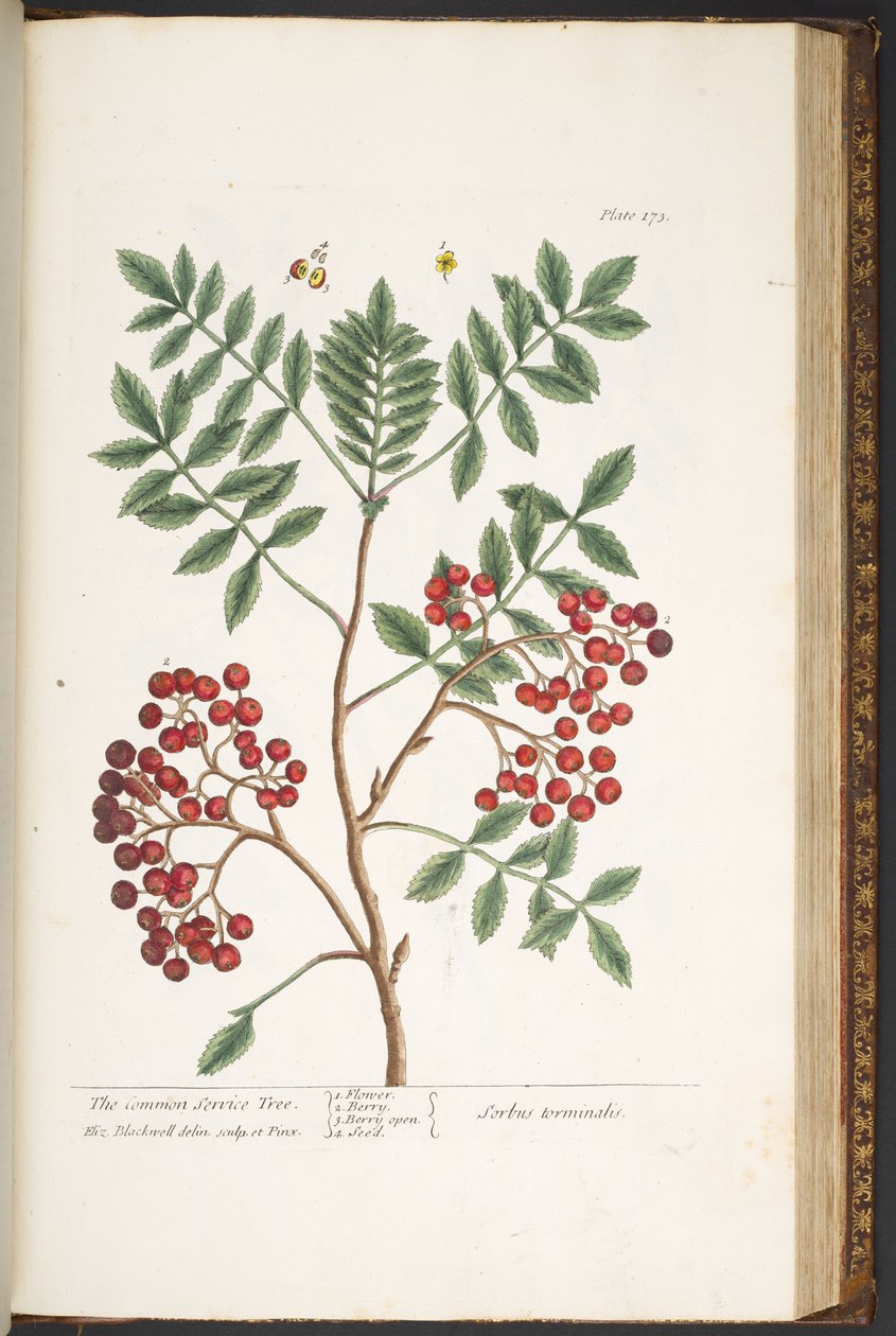 Levy 173, "A Curious Herbal" tekijältä Elizabeth Blackwell