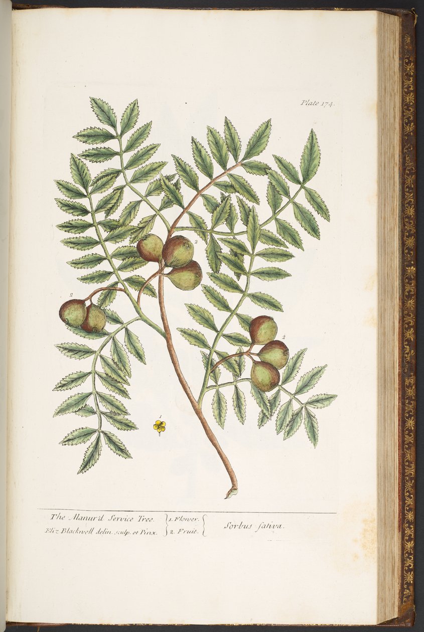 Levy 174, "A Curious Herbal" tekijältä Elizabeth Blackwell