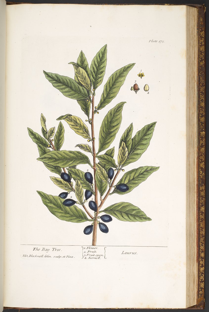 Levy 175, "A Curious Herbal" tekijältä Elizabeth Blackwell