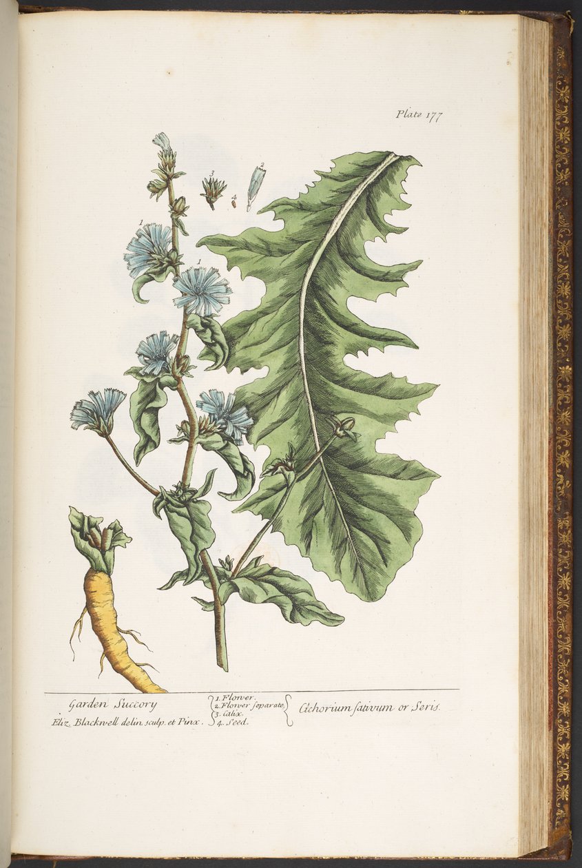Levy 177, "A Curious Herbal" tekijältä Elizabeth Blackwell