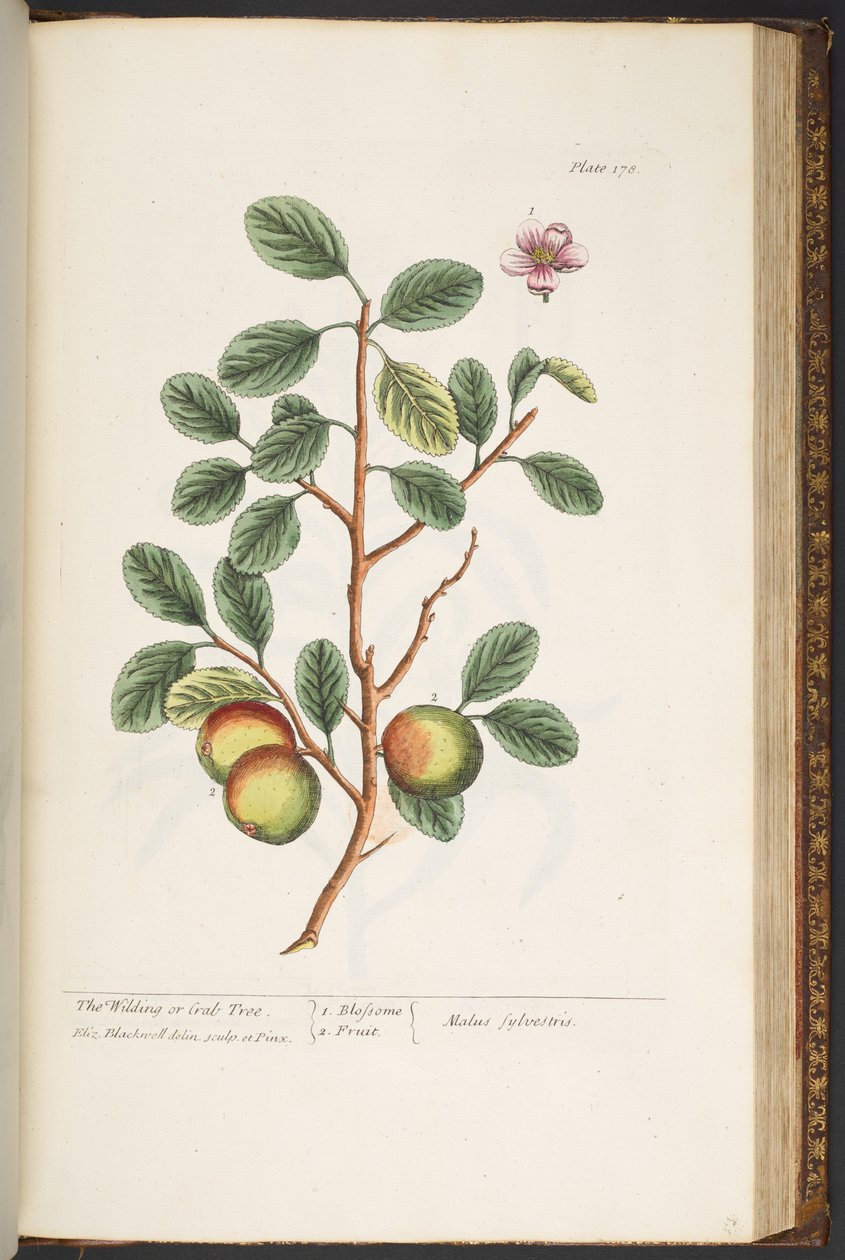 Làmina 178, de "Una herba curiosa" finlandesa tekijältä Elizabeth Blackwell