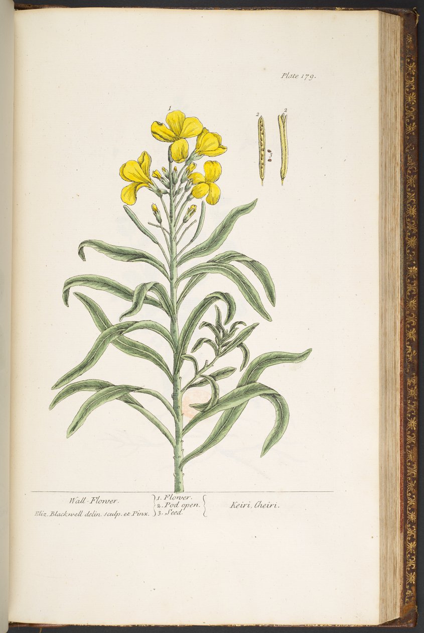 Levy 179, "A Curious Herbal" tekijältä Elizabeth Blackwell