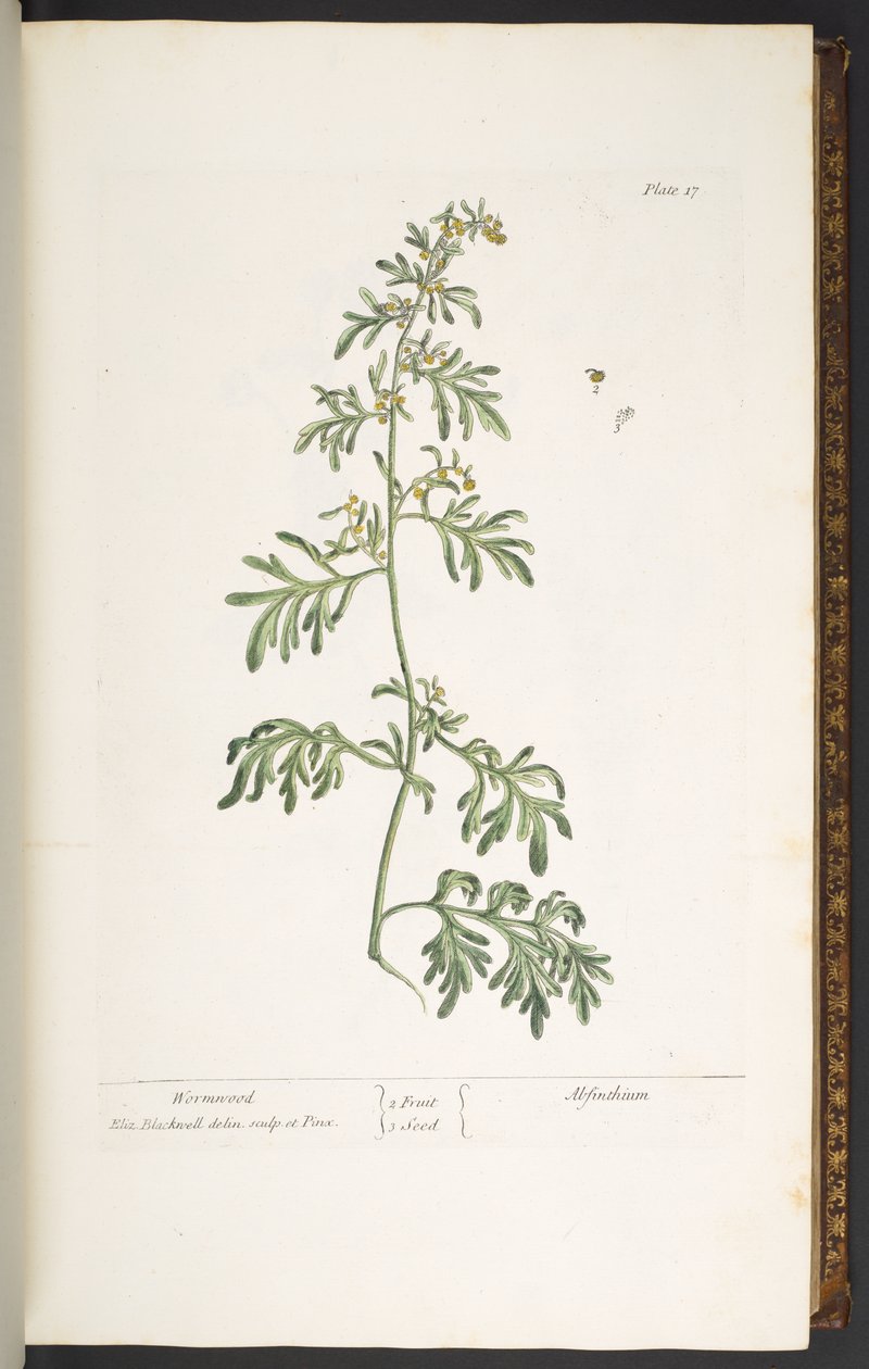 Levy 17, Koiruoho, "A Curious Herbal" tekijältä Elizabeth Blackwell