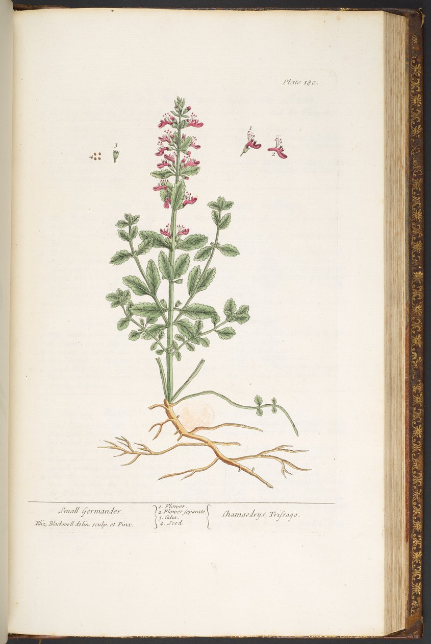 Levy 180, "A Curious Herbal" tekijältä Elizabeth Blackwell