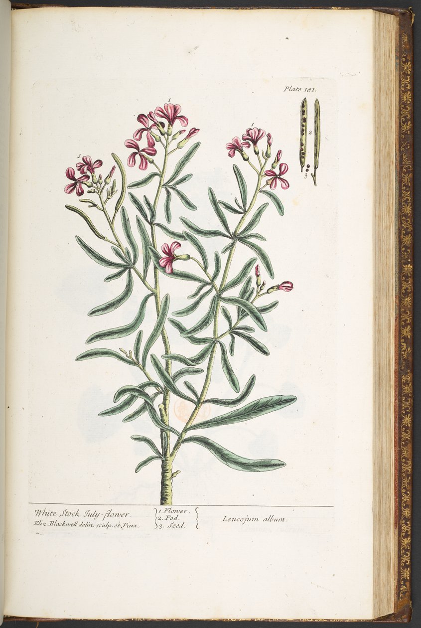 Levy 181, "A Curious Herbal" tekijältä Elizabeth Blackwell