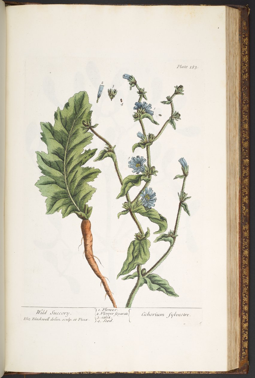 Levy 183, "A Curious Herbal" tekijältä Elizabeth Blackwell