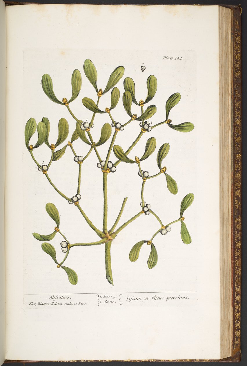 Levy 184, Misteli, "A Curious Herbal" tekijältä Elizabeth Blackwell