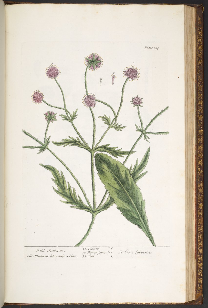 Levy 185, "A Curious Herbal" tekijältä Elizabeth Blackwell