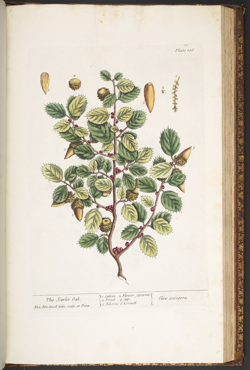 Levy 186, "A Curious Herbal" tekijältä Elizabeth Blackwell