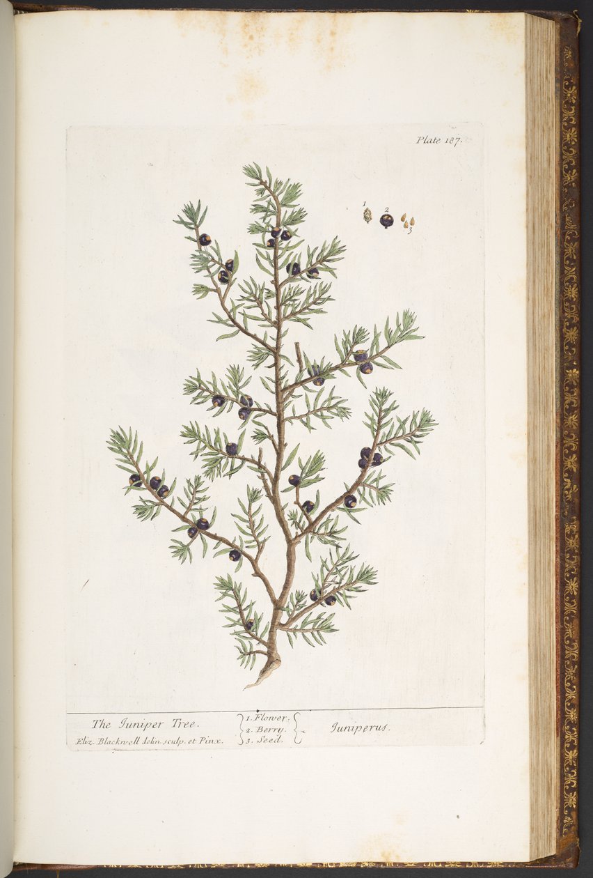 Levy 187, Juniper Tree, "Utelias yrtti" tekijältä Elizabeth Blackwell