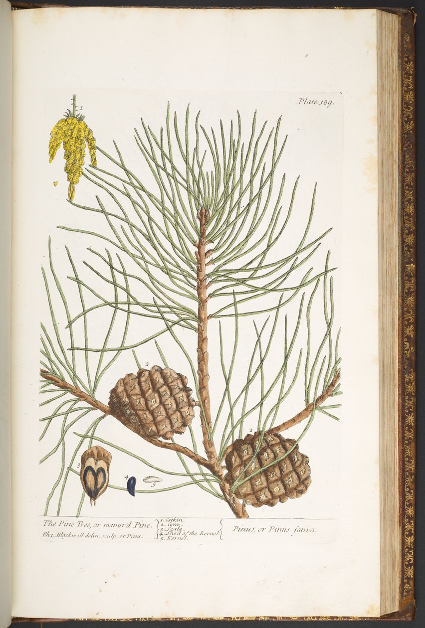 Levy 189, "A Curious Herbal" tekijältä Elizabeth Blackwell