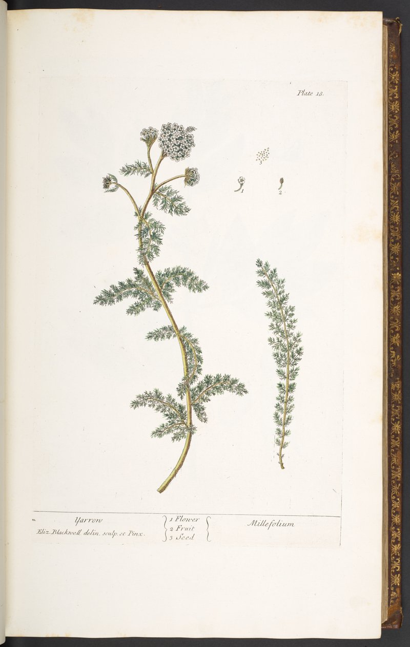 Levy 18, Yarrow, "A Curious Herbal" tekijältä Elizabeth Blackwell