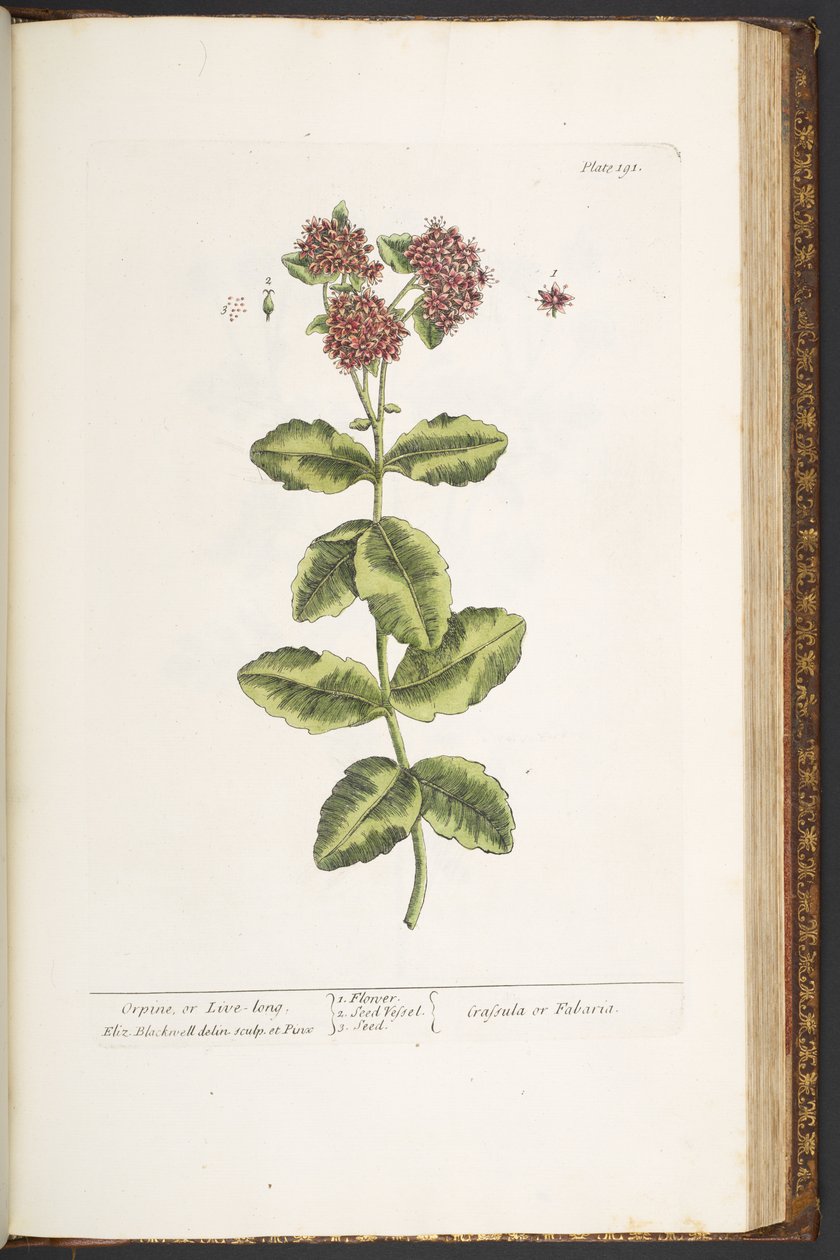 Levy 191, Orpine tai Live-Long, "A Curious Herbal" tekijältä Elizabeth Blackwell