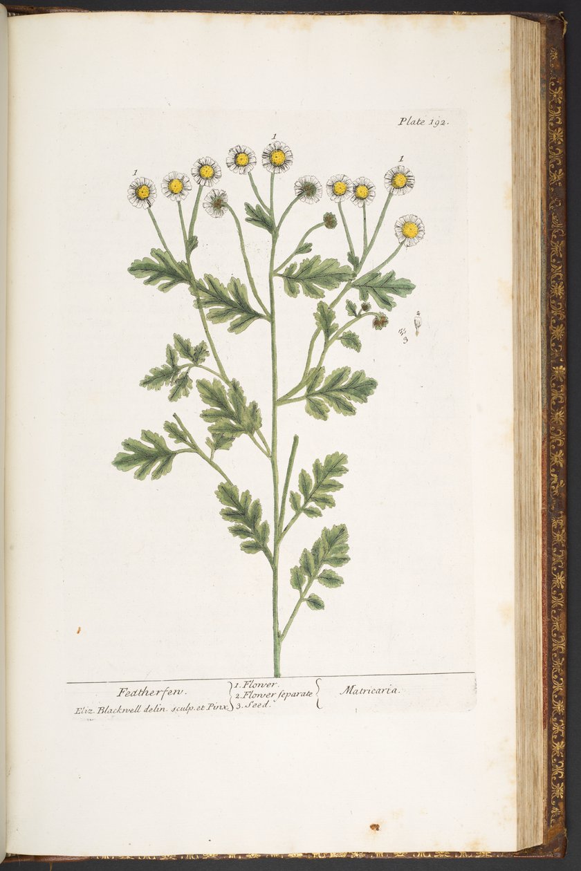 Levy 192, "A Curious Herbal" tekijältä Elizabeth Blackwell