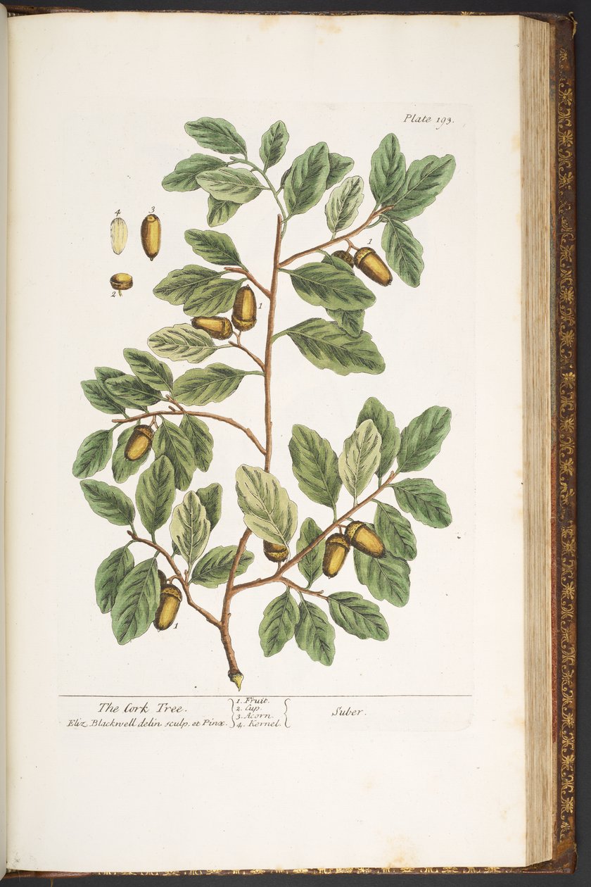 Levy 193, "A Curious Herbal" tekijältä Elizabeth Blackwell