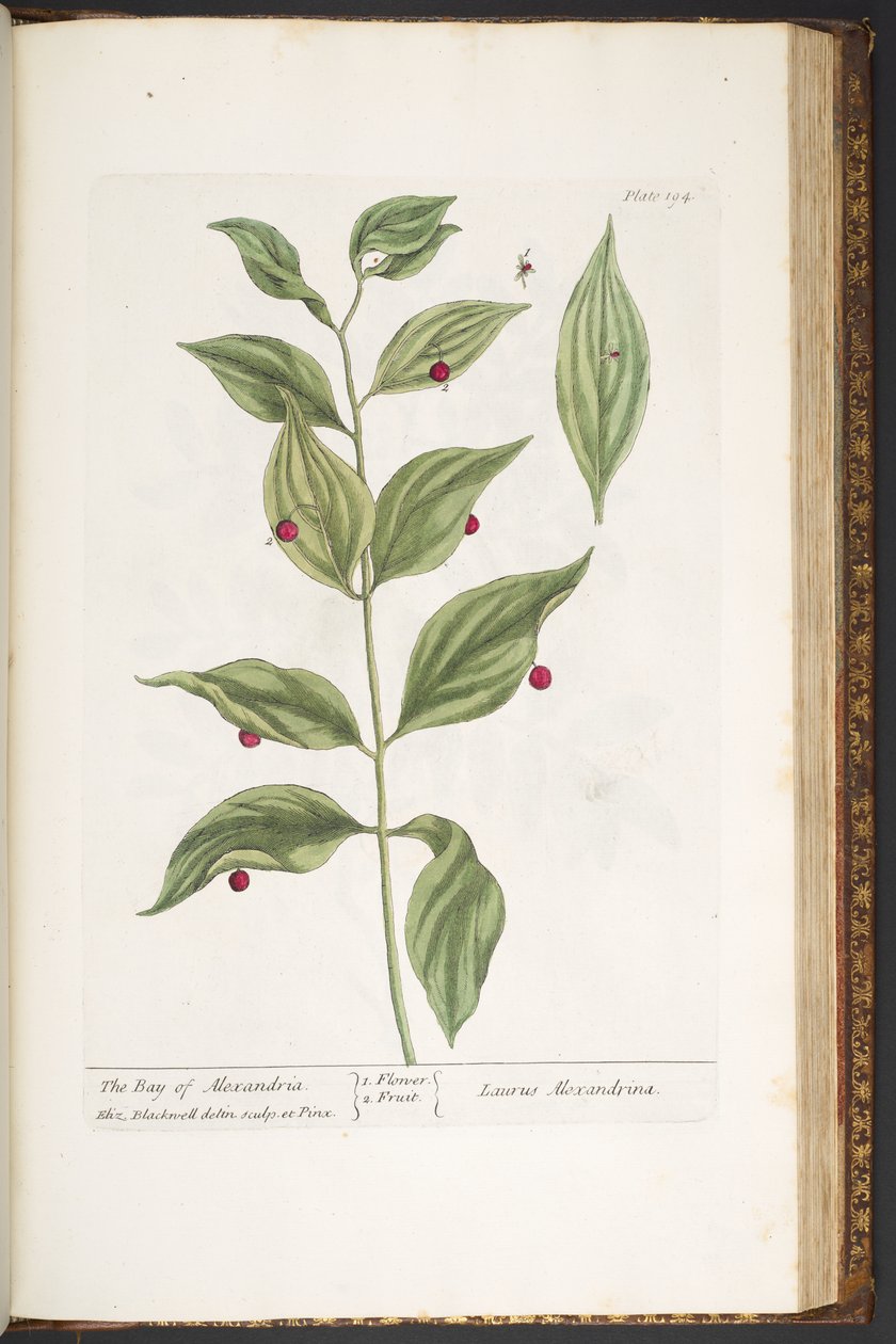 Levy 194, "A Curious Herbal" tekijältä Elizabeth Blackwell